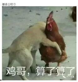 鸡哥早期爆料图片高清视频,高清图片与视频背后的故事  第2张